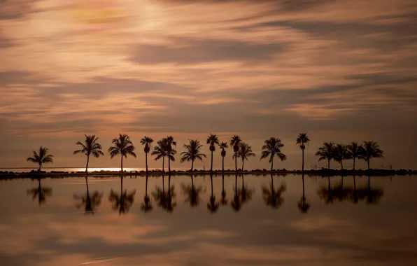Sunset, reflection, palm trees, the ocean, Miami, FL, Miami, Florida