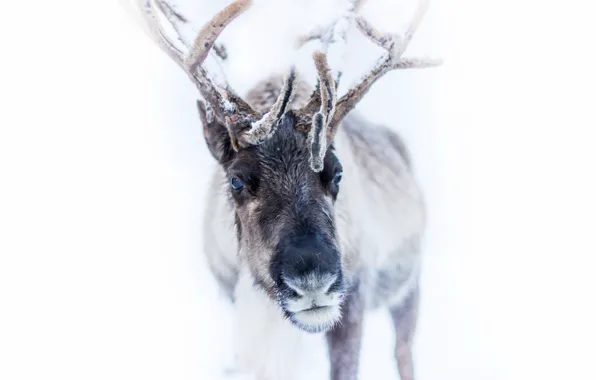 Picture nature, background, deer