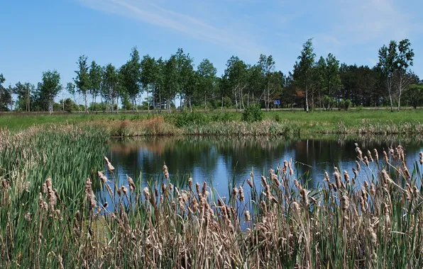 Lake, reed, cattail