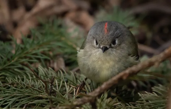 Branches, nature, bird, needles, Wren