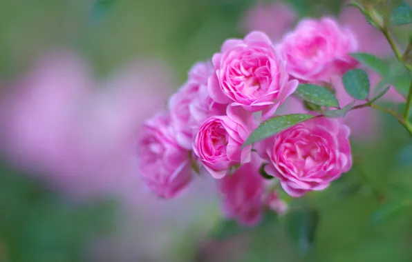 Leaves, flowers, bright, roses, blur, branch, pink, buds