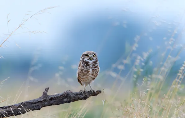 Picture field, owl, branch, field, branch, owl, Jie Fischer