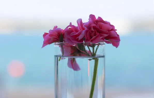 Water, flowers, petals, vase