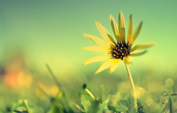 Macro, flower, sky, fields, sunflower