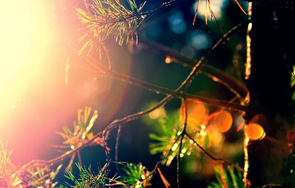 Picture forest, color, the sun, rays, pine, by mike pro