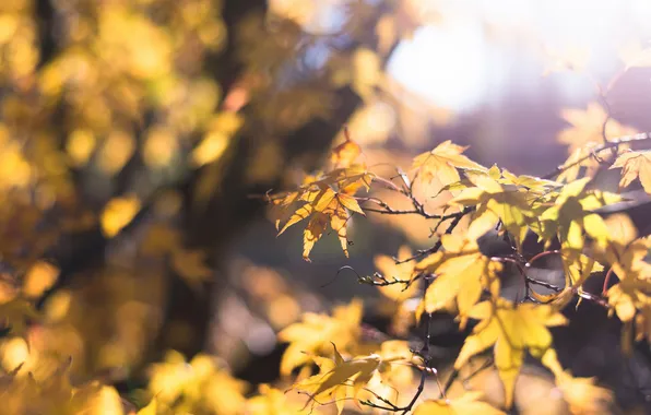 Picture autumn, leaves, the sun, macro, light, branches, yellow, glare