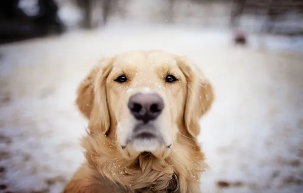 Winter, each, dog