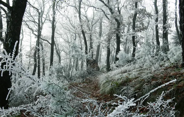 Winter, frost, forest, grass, snow, trees, branches, trunks
