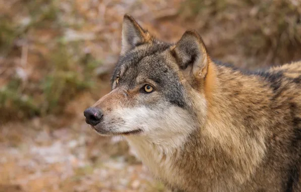 Picture nature, wolf, by Quiet-bliss