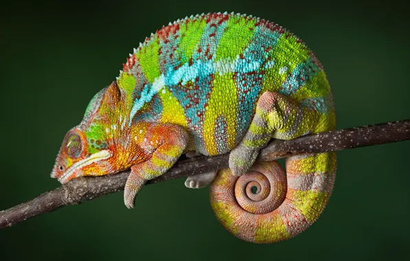 Picture reptile, Chameleon, color changing