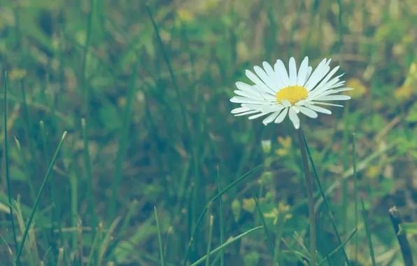 White, daisy, blooming