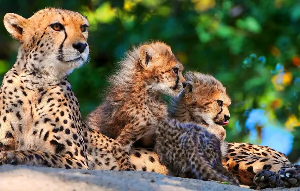 Family, kittens, Cheetah, mom, three, mother