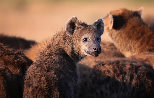 Predator, hyena, Irina Khudzinskaya