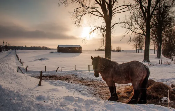Picture winter, the sky, the sun, clouds, light, snow, trees, landscape
