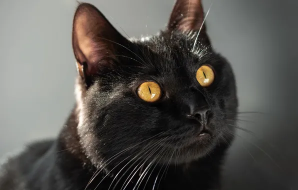 Cat, cat, look, pose, face