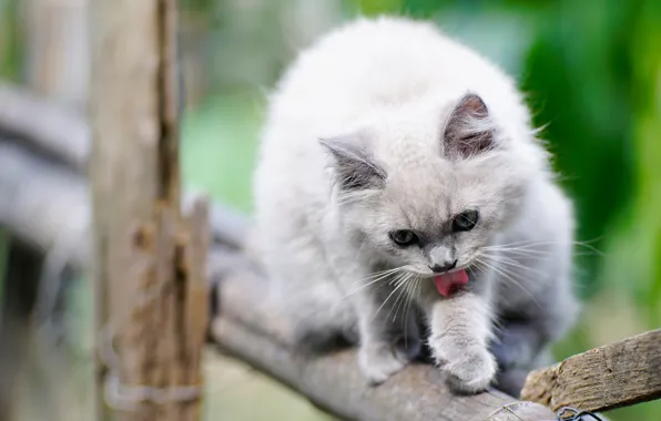 Language, cat, look, pose, green, kitty, background, the fence
