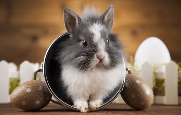 Holiday, eggs, rabbit, bucket