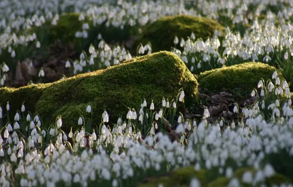 Picture stones, glade, moss, spring, snowdrops