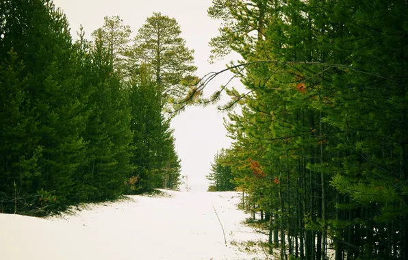 Nature, the world, plant, drop, Russia, North, Pine, Noyabrsk