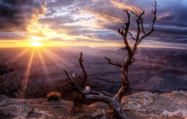 Rock, wood, Arizona, Sunset, sun, valley, Grand Canyon