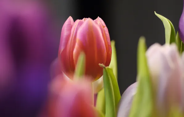 Flower, leaves, flowers, red, Tulip, blur, spring, Bud