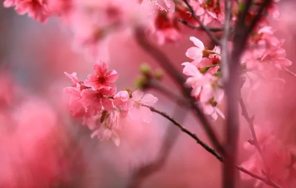 Flowers, branches, cherry, background, spring, Sakura, pink, flowers