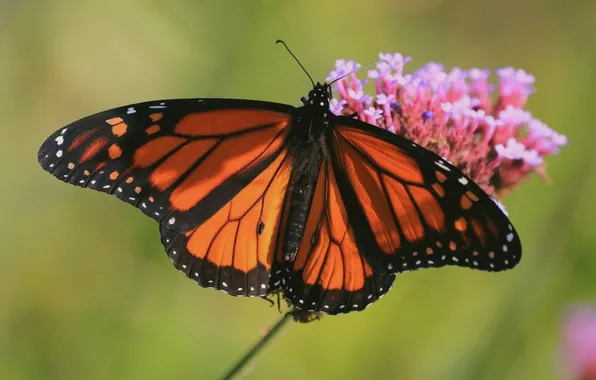 Flower, macro, wings, Butterfly, beautiful, closeup