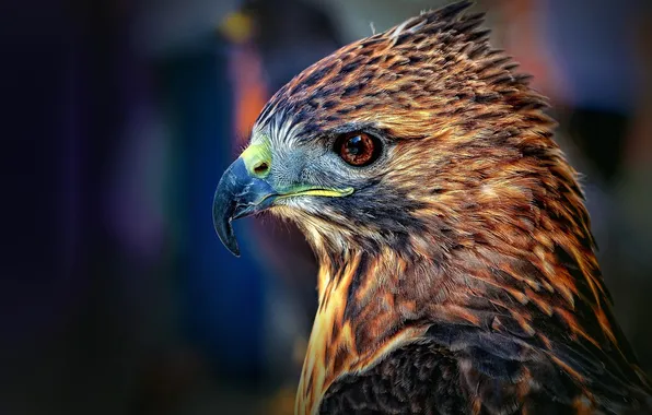 Macro, eyes, bird, head, feathers, beak, profile