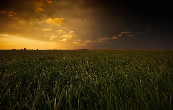 Field, summer, the sky, grass, sunset, clouds, nature
