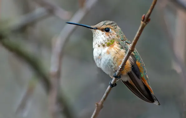 Bird, Hummingbird, sitting, a twig, opinie