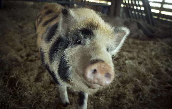 The barn, animals, pig
