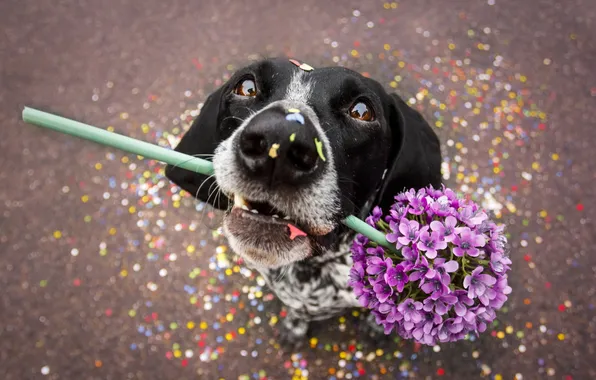 Flower, look, each, dog