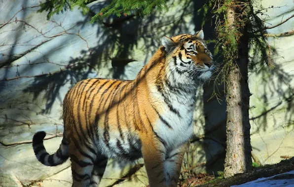 Picture tiger, predator, Amur