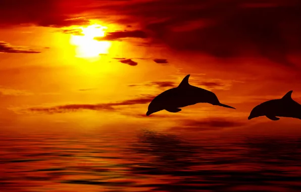 Picture the sky, the sun, clouds, sunset, Dolphin, the ocean, Beautiful, sky