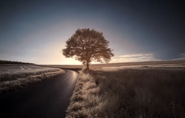 Road, the sky, tree