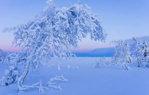 Winter, snow, trees, Sweden, Sweden, Lapland, Lapland, Gitsfjallets nature reserve