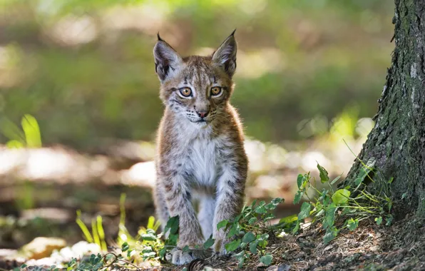 Forest, look, light, kitty, tree, walk, lynx, bokeh