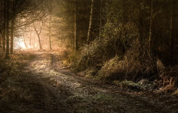 Picture road, forest, morning, frost