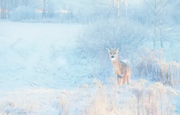 Winter, snow, nature, rendering, treatment, deer, ROE, photoart