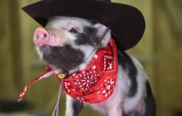 Picture hat, cowboy, pig