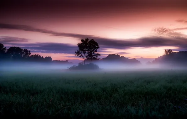 Picture field, forest, the sky, clouds, trees, landscape, sunset, nature