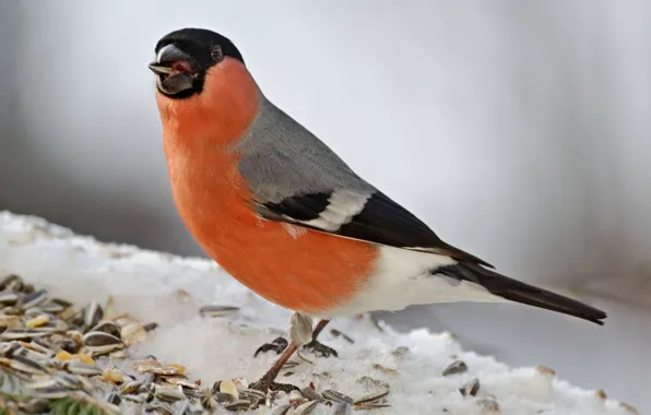 Background, bird, bullfinch