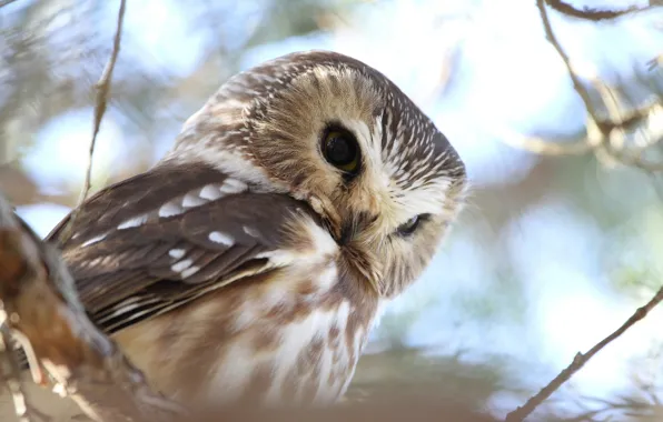 Nature, background, owl