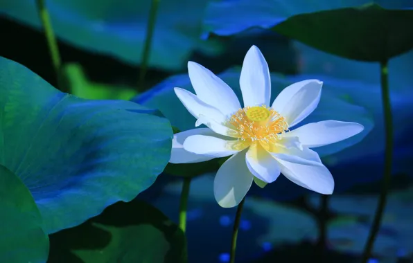 Picture white, leaves, flowers, blue, pond, background, blue, petals