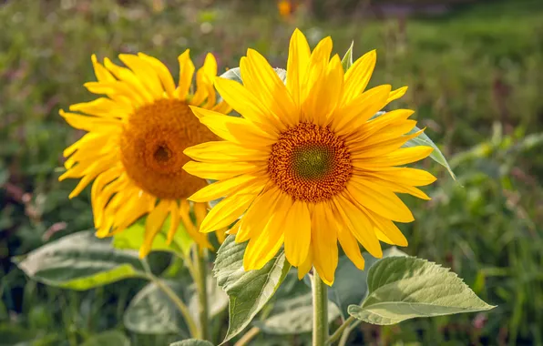 Summer, leaves, macro, sunflowers, flowers, yellow, Duo