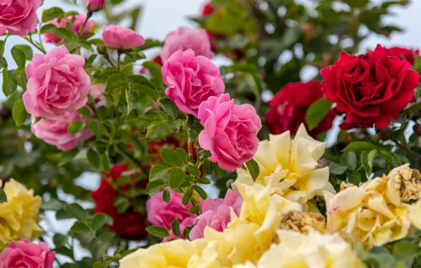 Leaves, flowers, branches, roses, yellow, garden, red, pink