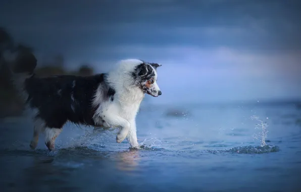 Picture water, squirt, dog, Australian shepherd, Aussie