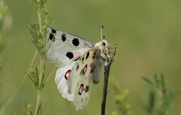Background, butterfly, wings