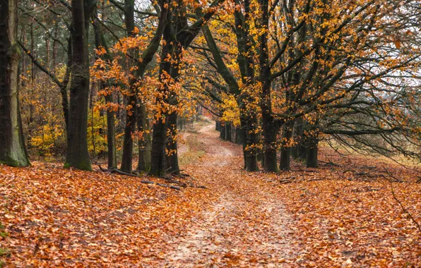 Road, autumn, forest, leaves, trees, forest, road, park
