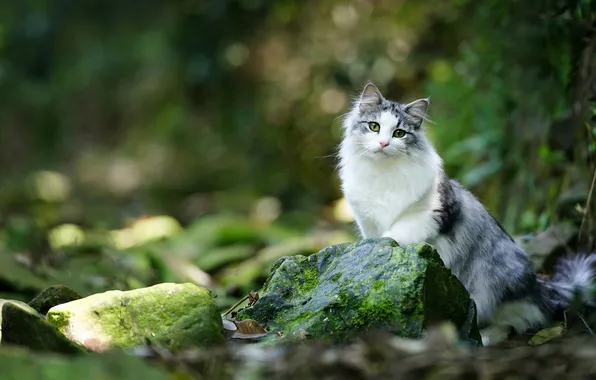 Cat, cat, look, pose, face